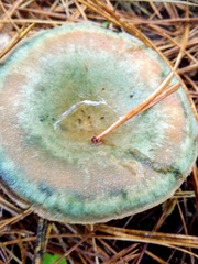 Lactarius deliciosus