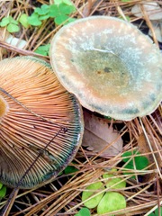 Lactarius deliciosus