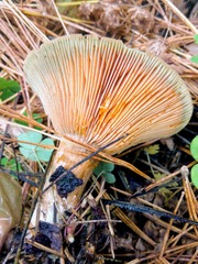 Lactarius deliciosus