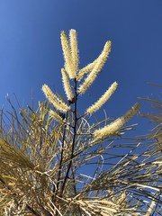 Hakea lorea