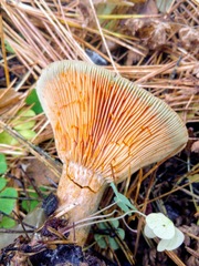 Lactarius deliciosus