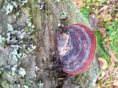 Fomitopsis pinicola