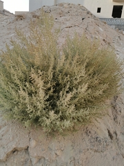 Cornulaca aucheri
