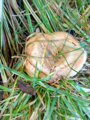 Lactarius deliciosus