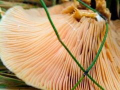 Lactarius deliciosus