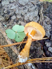 Cystodermella cinnabarina