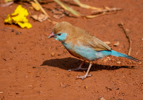 Red-cheeked Cordonbleu