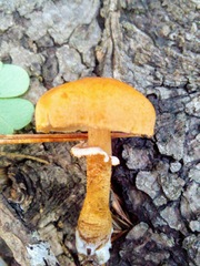 Cystodermella cinnabarina