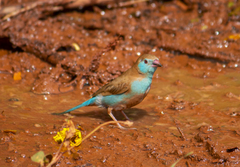 Uraeginthus bengalus