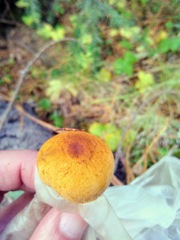 Cystodermella cinnabarina