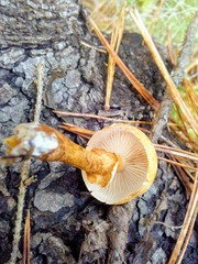 Cystodermella cinnabarina