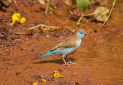 Uraeginthus bengalus