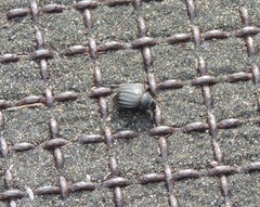 Pimelia bipunctata papii