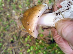 Amanita fulva