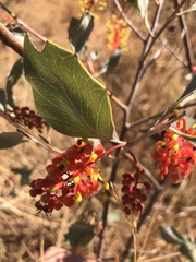 Grevillea wickhamii