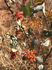 Grevillea wickhamii