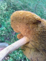 Suillus punctipes