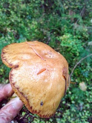 Suillus punctipes
