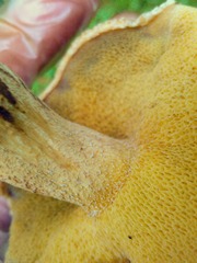 Suillus punctipes