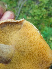 Suillus punctipes