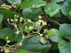 Causonis japonica