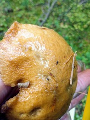 Suillus punctipes