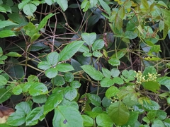 Causonis japonica