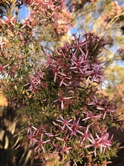 Calytrix exstipulata