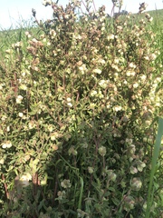 Hermannia hyssopifolia