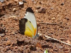 Mylothris chloris chloris