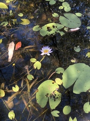 Nymphaea violacea