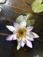 Nymphaea violacea