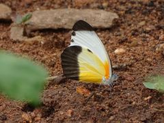 Mylothris chloris chloris
