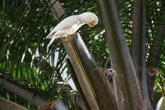 Cacatua goffiniana