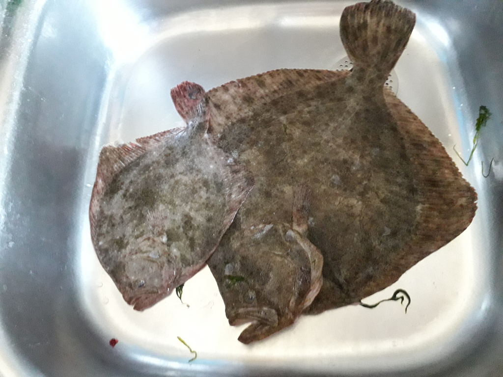 Black Sea Turbot