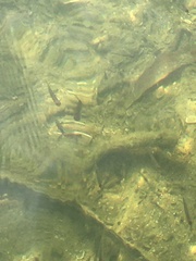 Salvelinus fontinalis