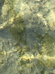 Salvelinus fontinalis