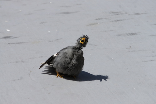 Javan Myna, Bukit Merah, Singapore, photo 4 of 10