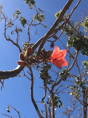 Brachychiton viscidulus