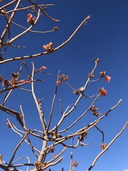 Brachychiton viscidulus