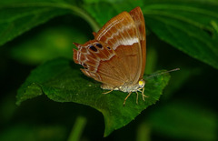 Abisara bifasciata suffusa