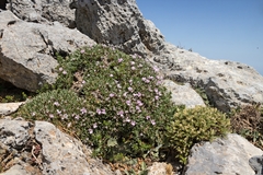 Acantholimon androsaceum