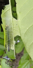 Lepidoptera