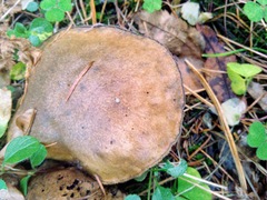 Suillus punctipes