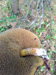 Suillus punctipes