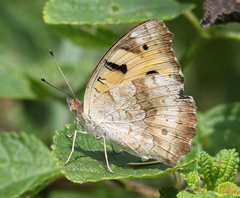 Junonia hierta hierta