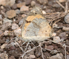 Junonia hierta hierta