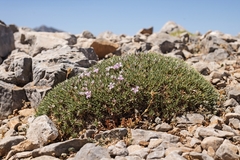 Acantholimon androsaceum