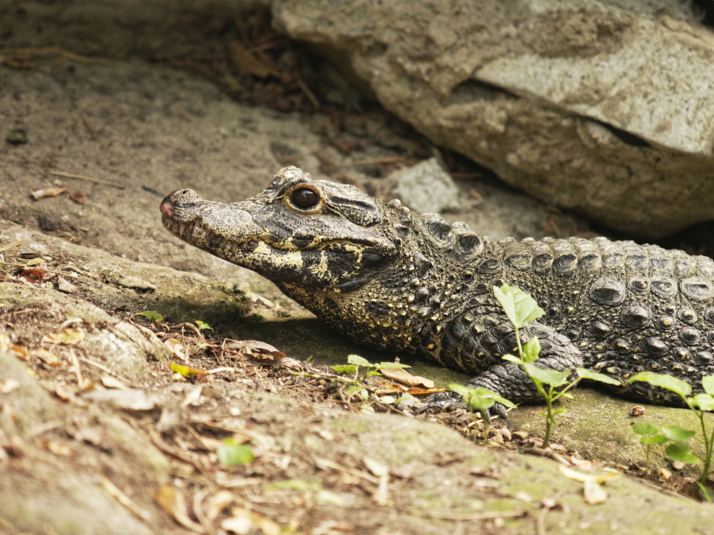 Dwarf Crocodile