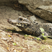 Dwarf Crocodile - Photo (c) Eric de Redelijkheid, some rights reserved (CC BY-SA)